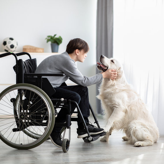 Positive handicapped adolescent playing with his dog, petting golden retriever at home. Cheerful impaired teen in wheelchair being friends with his animal companion, indoors