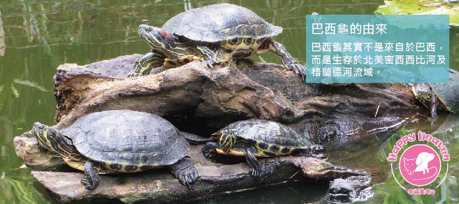 巴西龜壽命有多長？養好巴西龜不可不知的3大類飼養注意事項